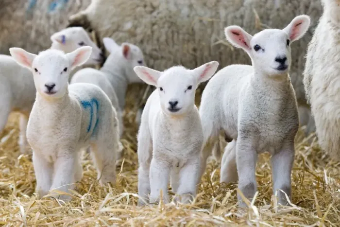Framed Print : Domestic Sheep, lambs, standing with ewes on straw bedding, North Yorkshire, England, march Framed Print : Domestic Sheep, lambs, standing with ewes on straw bedding, North Yorkshire, England, march