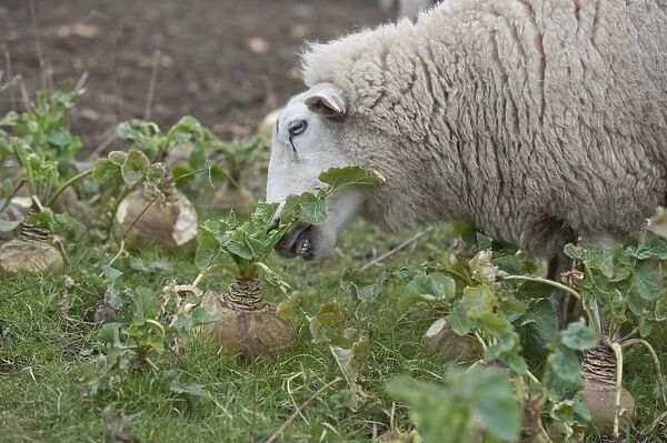 Domestic Sheep, Lleyn ewe, feeding, strip grazing Swede (Brassica napobrassica) crop, Welshpool, Powys, Wales, february
