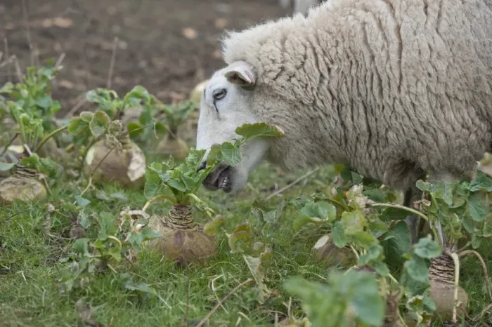 Framed Print : Domestic Sheep, Lleyn ewe, feeding, strip grazing Swede (Brassica napobrassica) crop, Welshpool, Powys, Wales, february Framed Print : Domestic Sheep, Lleyn ewe, feeding, strip grazing Swede (Brassica napobrassica) crop, Welshpool, Powys, Wales, february