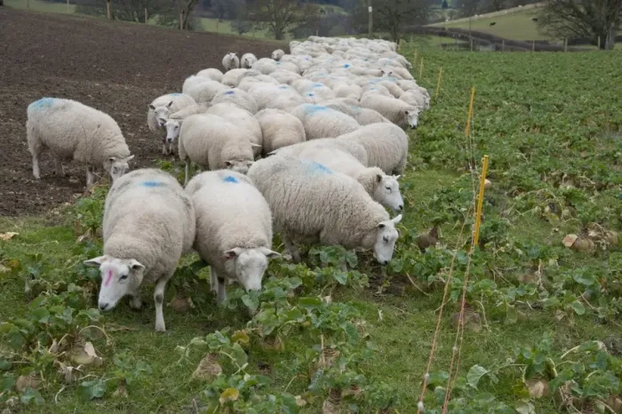 Framed Print : Domestic Sheep, Lleyn ewes, feeding, strip grazing Swede (Brassica napobrassica) crop, Welshpool, Powys, Wales Framed Print : Domestic Sheep, Lleyn ewes, feeding, strip grazing Swede (Brassica napobrassica) crop, Welshpool, Powys, Wales