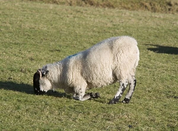 Domestic Sheep, Lonk ewe, lame, kneeling and grazing in pasture, Lancashire, England, December