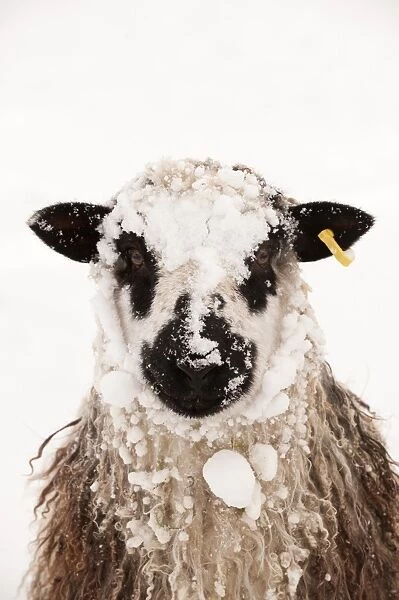 Domestic Sheep, Masham, adult, covered with snow, close-up of head, England, november
