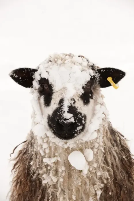 Framed Print : Domestic Sheep, Masham, adult, covered with snow, close-up of head, England, november Framed Print : Domestic Sheep, Masham, adult, covered with snow, close-up of head, England, november