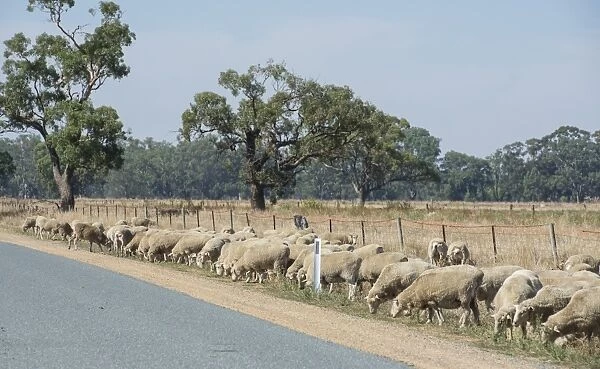 Domestic Sheep, Merino flock, grazing on roadside verge, Cobram, Victoria, Australia, February