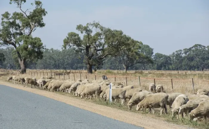 Framed Print : Domestic Sheep, Merino flock, grazing on roadside verge, Cobram, Victoria, Australia, February Framed Print : Domestic Sheep, Merino flock, grazing on roadside verge, Cobram, Victoria, Australia, February