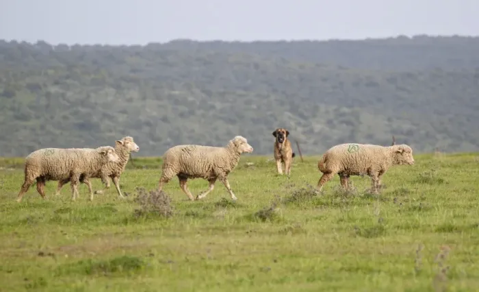 Framed Print : Domestic Sheep, Merino, flock walking in grassland, guarded by Spanish Mastiff, Extremadura, Spain, april Framed Print : Domestic Sheep, Merino, flock walking in grassland, guarded by Spanish Mastiff, Extremadura, Spain, april