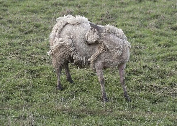 Domestic Sheep, mule ewe, affected by Sheep Scab (Psoroptic Mange) caused by Psoroptes mites, biting side in pasture