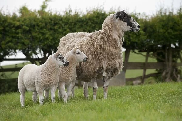 Domestic Sheep, mule ewe with Beltex sired twin lambs at foot, standing in pasture, England, may