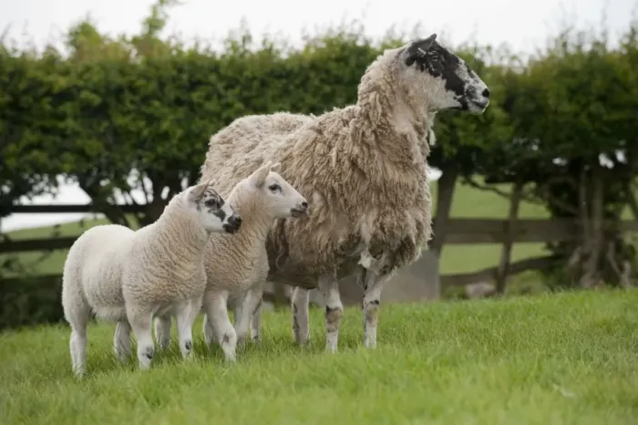 Framed Print : Domestic Sheep, mule ewe with Beltex sired twin lambs at foot, standing in pasture, England, may Framed Print : Domestic Sheep, mule ewe with Beltex sired twin lambs at foot, standing in pasture, England, may
