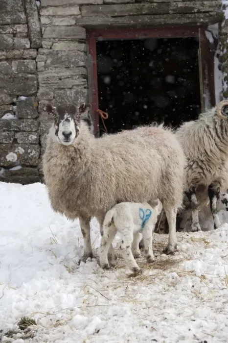 Framed Print : Domestic Sheep, mule ewe with lamb suckling, standing near farm building during snowstorm, Cumbria, England, March Framed Print : Domestic Sheep, mule ewe with lamb suckling, standing near farm building during snowstorm, Cumbria, England, March