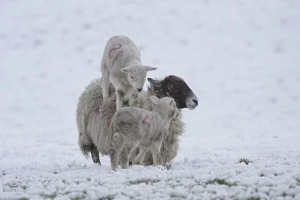 Domestic Sheep, mule ewe with two lambs, one standing on back of ewe, in heavy snow, Swaledale, Yorkshire Dales N. P