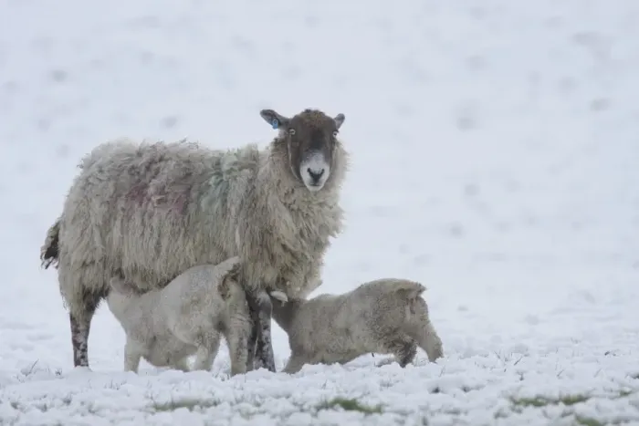 Framed Print : Domestic Sheep, mule ewe with two lambs suckling, in heavy snow, Swaledale, Yorkshire Dales N. P Framed Print : Domestic Sheep, mule ewe with two lambs suckling, in heavy snow, Swaledale, Yorkshire Dales N. P