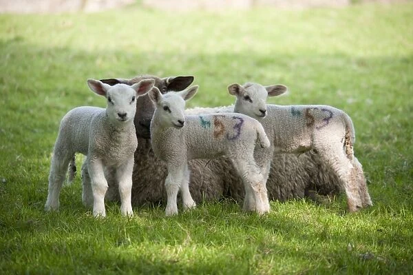 Domestic Sheep, Mule ewe with Texel cross triplet lambs, in pasture, Chipping, Lancashire, England, april