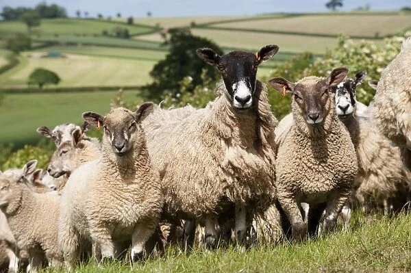 Domestic Sheep, mule ewes with Charollais sired lambs, flock standing in pasture, Devon, England, may