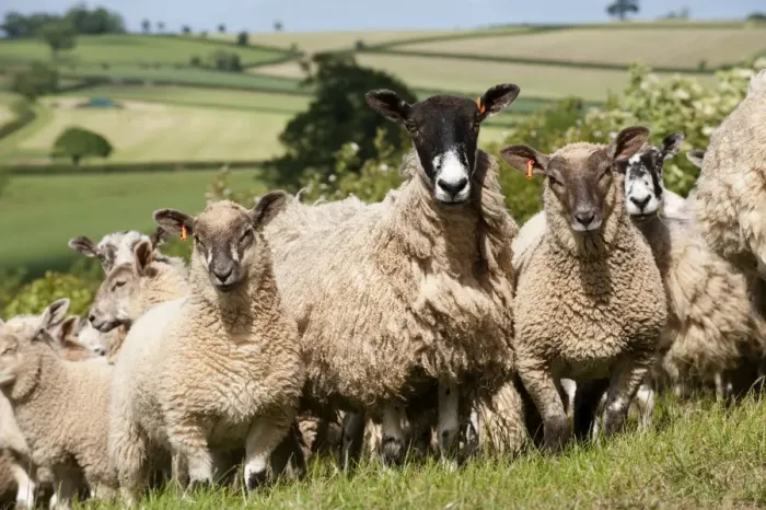 Framed Print : Domestic Sheep, mule ewes with Charollais sired lambs, flock standing in pasture, Devon, England, may Framed Print : Domestic Sheep, mule ewes with Charollais sired lambs, flock standing in pasture, Devon, England, may