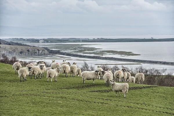 Domestic Sheep, mule ewes, flock, standing on coastal pasture, Morecambe Bay, Ulverston, Cumbria, England, March