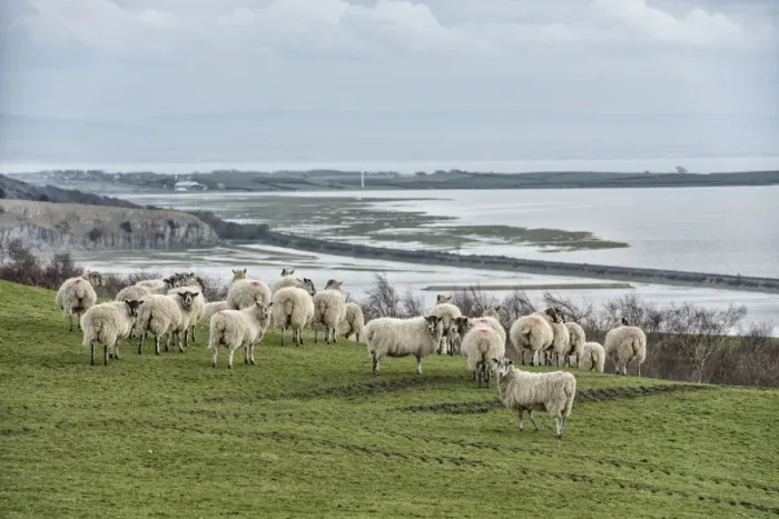 Framed Print : Domestic Sheep, mule ewes, flock, standing on coastal pasture, Morecambe Bay, Ulverston, Cumbria, England, March Framed Print : Domestic Sheep, mule ewes, flock, standing on coastal pasture, Morecambe Bay, Ulverston, Cumbria, England, March