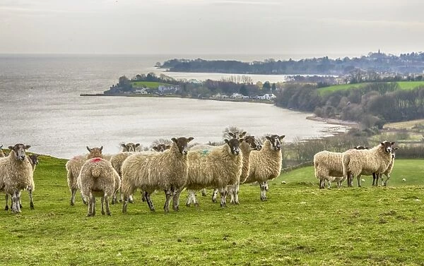 Domestic Sheep, mule ewes, flock, standing on coastal pasture, Morecambe Bay, Ulverston, Cumbria, England, March