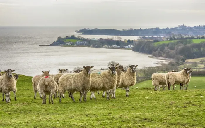 Framed Print : Domestic Sheep, mule ewes, flock, standing on coastal pasture, Morecambe Bay, Ulverston, Cumbria, England, March Framed Print : Domestic Sheep, mule ewes, flock, standing on coastal pasture, Morecambe Bay, Ulverston, Cumbria, England, March