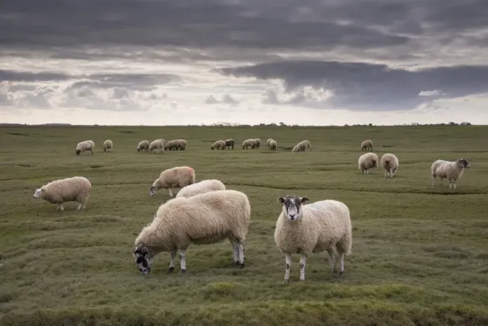 Framed Print : Domestic Sheep, mule ewes, flock grazing on saltmarsh, Bank End Farm, Cockerham, Lancashire, England, October Framed Print : Domestic Sheep, mule ewes, flock grazing on saltmarsh, Bank End Farm, Cockerham, Lancashire, England, October