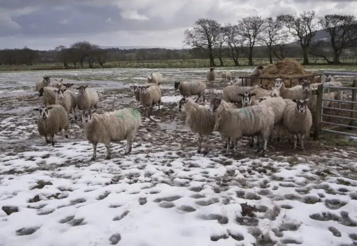 Framed Print : Domestic Sheep, mule ewes, flock standing on melting snow near feeder in pasture, Whitewell, Lancashire, England Framed Print : Domestic Sheep, mule ewes, flock standing on melting snow near feeder in pasture, Whitewell, Lancashire, England