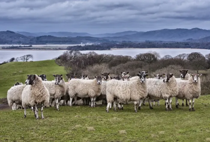 Framed Print : Domestic Sheep, mule ewes, flock standing in pasture, River Leven, Ulverston, Cumbria, England, March Framed Print : Domestic Sheep, mule ewes, flock standing in pasture, River Leven, Ulverston, Cumbria, England, March