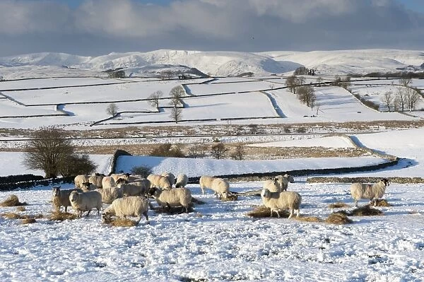 Domestic Sheep, mule flock, feeding on hay in snow covered field, with Shap Fells in distance, Cumbria, England