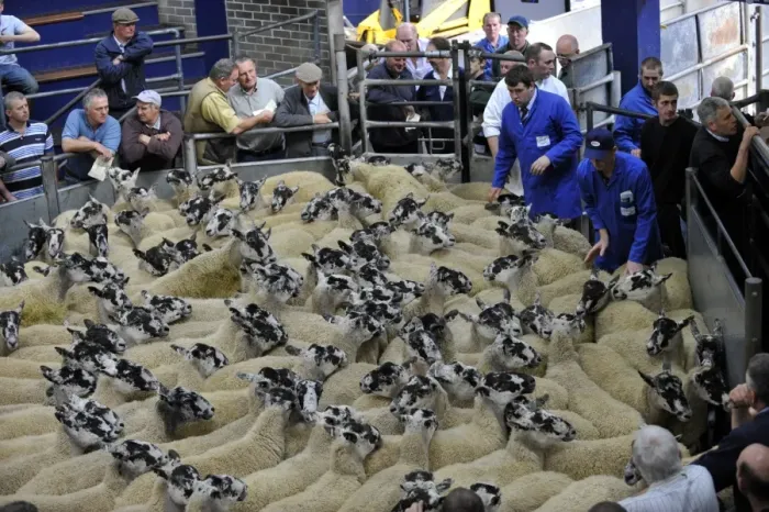 Framed Print : Domestic Sheep, mule flock, going through auction market ring, Borderway Mart, Carlisle, Cumbria, England, august Framed Print : Domestic Sheep, mule flock, going through auction market ring, Borderway Mart, Carlisle, Cumbria, England, august