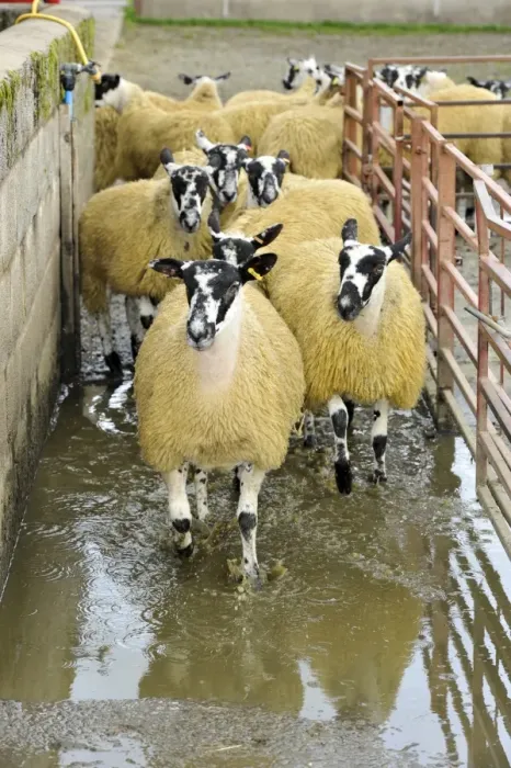Framed Print : Domestic Sheep, mule flock, running through footbath to prevent infections, Cumbria, England, September Framed Print : Domestic Sheep, mule flock, running through footbath to prevent infections, Cumbria, England, September