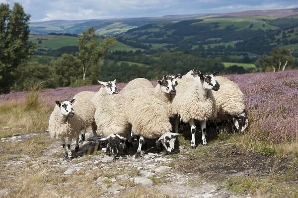 Domestic Sheep, mule gimmer lambs, out of Dalesbred ewes, grazing on heather moorland, above Pateley Bridge