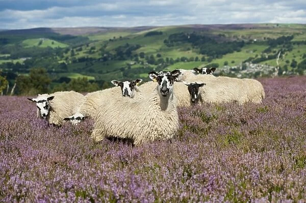 Domestic Sheep, mule gimmer lambs, out of Dalesbred ewes, grazing on heather moorland, above Pateley Bridge