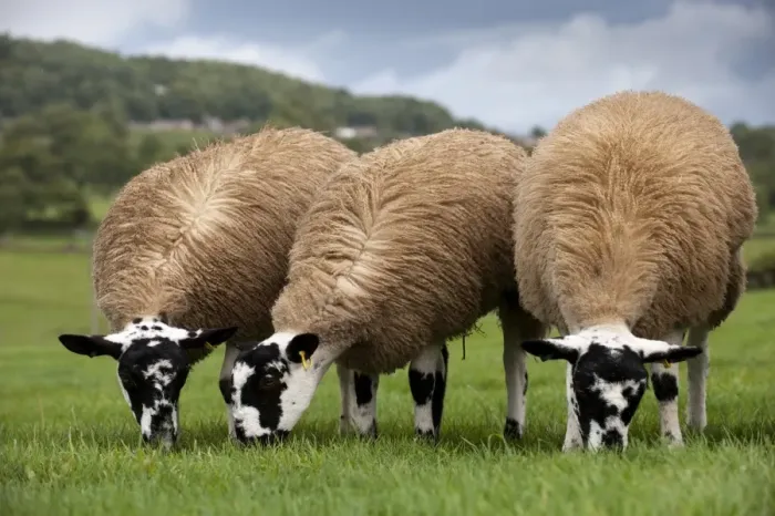 Framed Print : Domestic Sheep, mule gimmer lambs, ready for sale, three grazing in pasture, North Yorkshire, England, september Framed Print : Domestic Sheep, mule gimmer lambs, ready for sale, three grazing in pasture, North Yorkshire, England, september