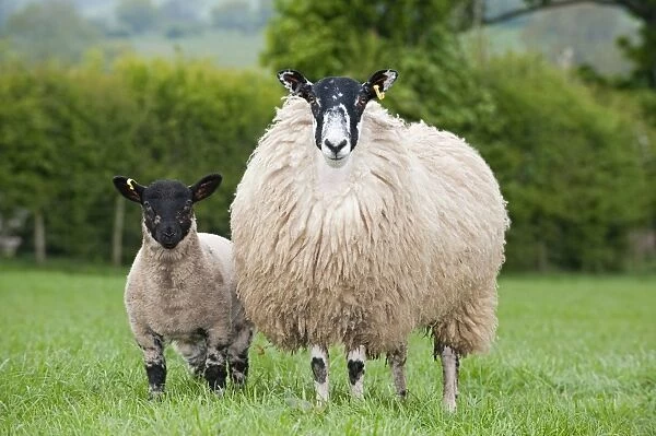 Domestic Sheep, mule hogg with Suffolk sired lamb at foot, standing in pasture, England, may