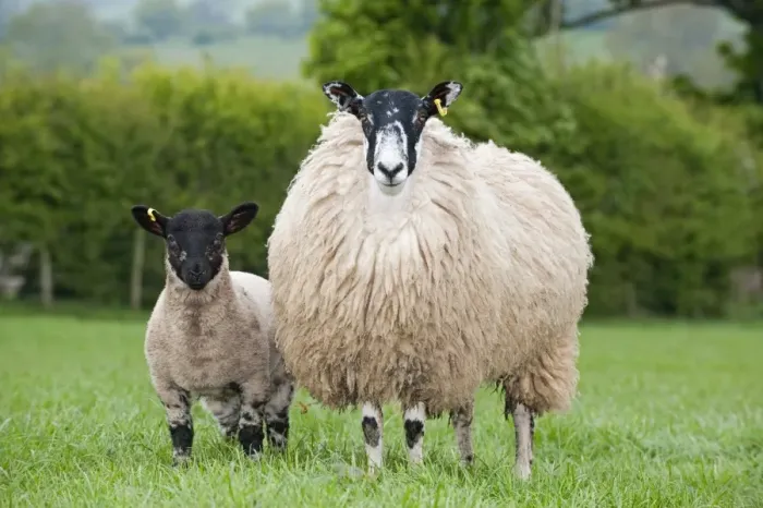 Framed Print : Domestic Sheep, mule hogg with Suffolk sired lamb at foot, standing in pasture, England, may Framed Print : Domestic Sheep, mule hogg with Suffolk sired lamb at foot, standing in pasture, England, may