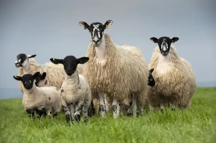 Framed Print : Domestic Sheep, mule hoggs with Suffolk sired lambs at foot, standing in pasture, England, may Framed Print : Domestic Sheep, mule hoggs with Suffolk sired lambs at foot, standing in pasture, England, may