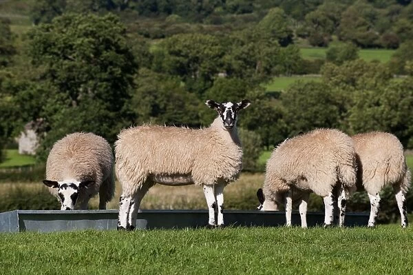 Domestic Sheep, mule lambs, four feeding at feed trough in pasture, England, august