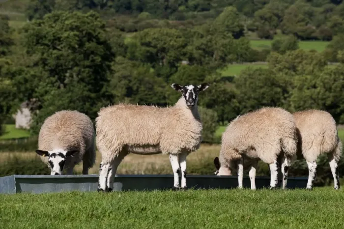 Framed Print : Domestic Sheep, mule lambs, four feeding at feed trough in pasture, England, august Framed Print : Domestic Sheep, mule lambs, four feeding at feed trough in pasture, England, august