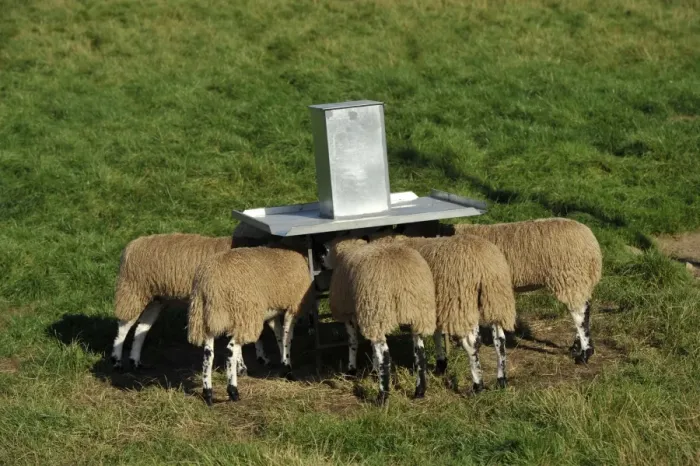 Framed Print : Domestic Sheep, mule lambs, flock feeding from creep feeder in pasture, North Yorkshire, England, September Framed Print : Domestic Sheep, mule lambs, flock feeding from creep feeder in pasture, North Yorkshire, England, September