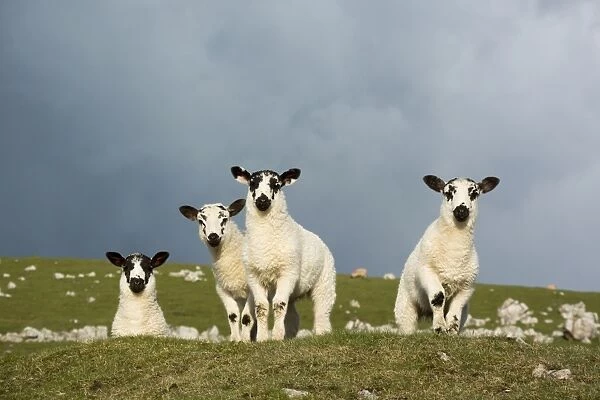 Domestic Sheep, four mule lambs, standing in upland pasture, Cumbria, England, May