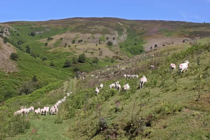 Framed Print : Domestic Sheep, newly shorn flock, released onto upland for summer grazing, Clwydian Hills, North Wales, july Framed Print : Domestic Sheep, newly shorn flock, released onto upland for summer grazing, Clwydian Hills, North Wales, july
