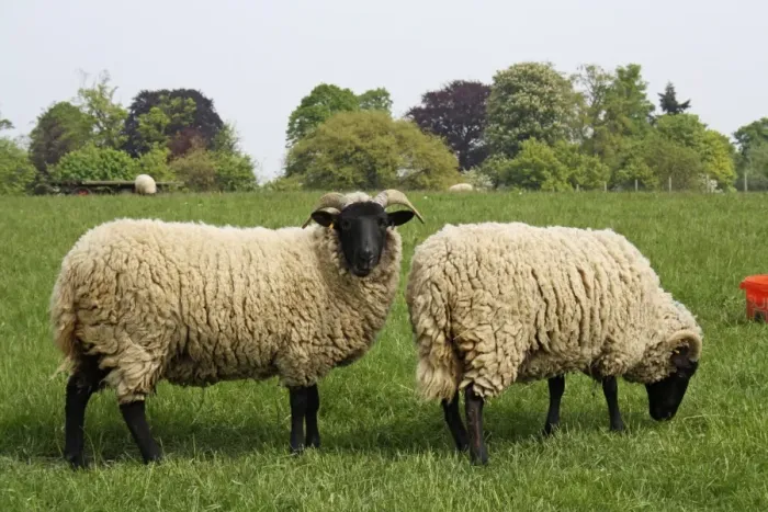 Framed Print : Domestic Sheep, Norfolk Horn, ewes, grazing in pasture, Museum of East Anglian Life, Stowmarket, Suffolk, England