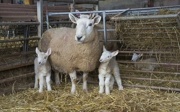 Domestic Sheep, North Country Cheviot, ewe and twin lambs, standing in lambing pen, Cumbria, England, March