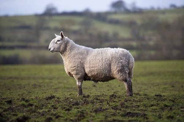 Domestic Sheep, North Country Cheviot ewe, standing in muddy pasture during rainfall, Cumbria, England, january