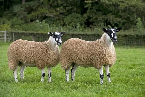 Domestic Sheep, North of England Mule gimmer lambs, two standing in pasture, Leyburn, North Yorkshire, England