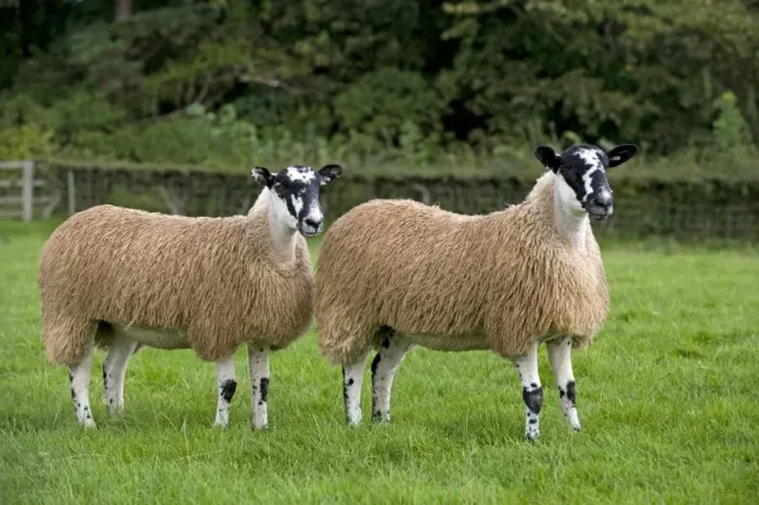Framed Print : Domestic Sheep, North of England Mule gimmer lambs, two standing in pasture, Leyburn, North Yorkshire, England Framed Print : Domestic Sheep, North of England Mule gimmer lambs, two standing in pasture, Leyburn, North Yorkshire, England