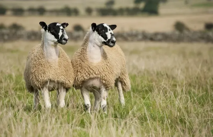 Framed Print : Domestic Sheep, North of England mule lambs, ready for sale, two standing in pasture, Cumbria, England, September Framed Print : Domestic Sheep, North of England mule lambs, ready for sale, two standing in pasture, Cumbria, England, September