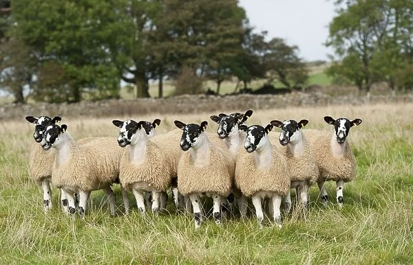 Domestic Sheep, North of England mule lambs, ready for sale, flock standing in pasture, Cumbria, England, September