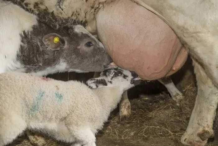 Framed Print : Domestic Sheep, orphan lamb, suckling from Domestic Cattle, British Blue, suckler beef cow, beside calf, Chipping