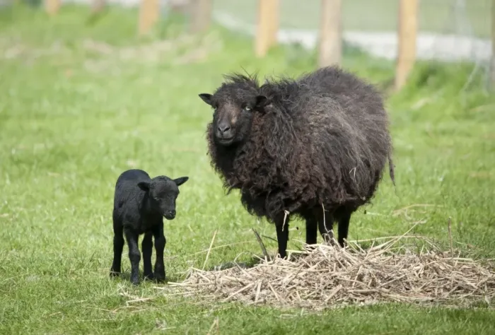 Framed Print : Domestic Sheep, Ouessant ewe with lamb, standing in pasture, Chipping, Lancashire, England, may
