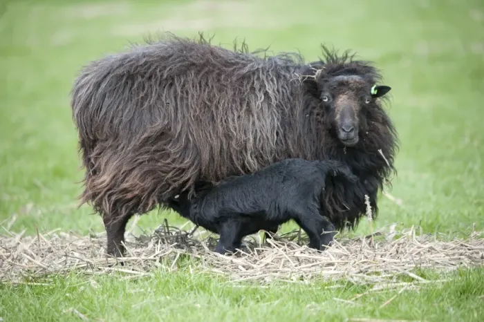 Framed Print : Domestic Sheep, Ouessant ewe with lamb suckling, standing in pasture, Chipping, Lancashire, England, may